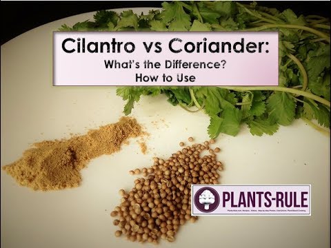 Coriander~Cilantro